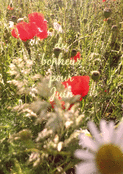 Rayon de soleil et fleurs en harmonie